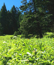 Foto: Ambiente, risorsa dell'ARFD