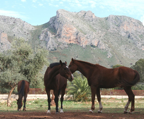 Foto: Cavalli, gestione naturale