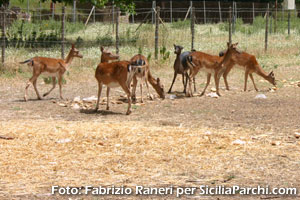 Daini nell'area Attrezzata di Ronza nella Riserva Rossomanno-Grottascura-Bellia (EN)