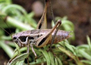 Foto: Trapani, scoperto insetto