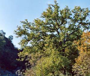 Bosco della Favara