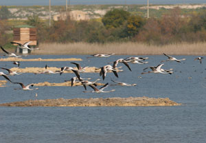 Saline di Priolo