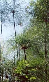 Fiume Ciane e Saline