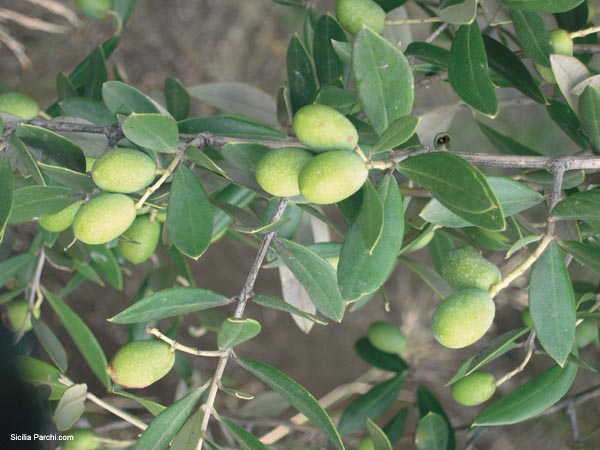Pianta di oliva minuta dei Nebrodi
[click per ingrandire l'immagine]