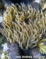 Un anemone di mare, tipico di questi fondali -- foto: Andrea Randieri