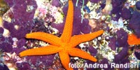 Una stella marina, fra i rappresentanti della fauna tipica di questi fondali -- foto: Andrea Randieri