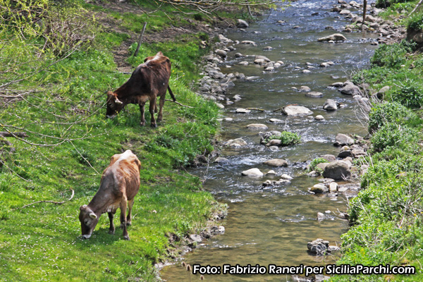 Mucche al pascolo sul Fiume Alcantara 
[click per ingrandire l'immagine]