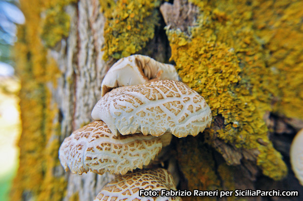 Funghi cresciuti sulla corteccia di un albero 
[click per ingrandire l'immagine]