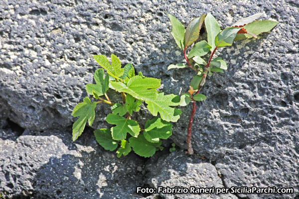 Vegetazione su pietra lavica 
[click per ingrandire l'immagine]