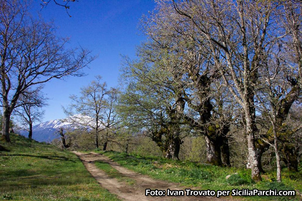 Sentiero agricolo con l'Etna sullo sfondo 
[click per ingrandire l'immagine]