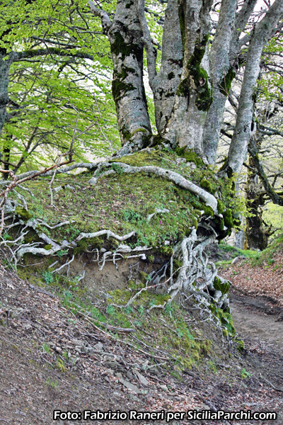 Radici di un albero di faggio 
[click per ingrandire l'immagine]