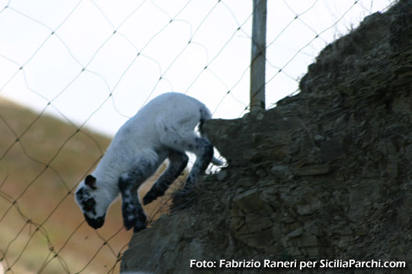 Agnellino impegnato a scendere da un dirupo
[click per ingrandire l'immagine]