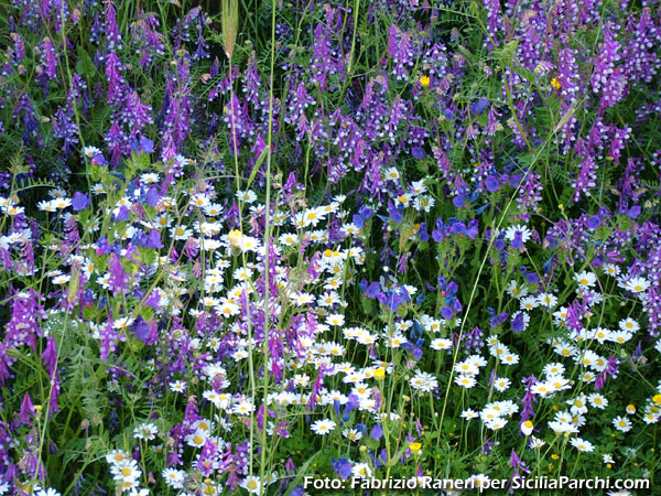 Un campo di fiori primaverili nel Parco delle Madonie
[click per ingrandire l'immagine]