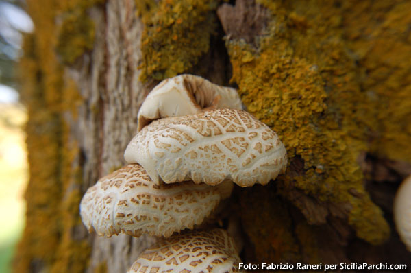 Funghi
[click per ingrandire l'immagine]