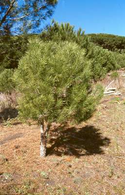 Un giovane albero di pino
[click per ingrandire l'immagine]