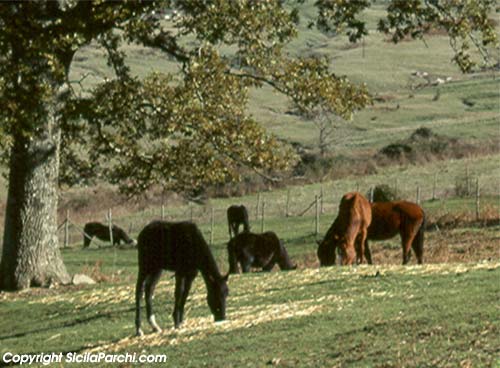 Alcuni esemplari del cavallo Sanfratellano al pascolo [click per ingrandire l'immagine]