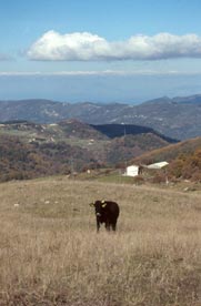 Una mucca al pascolo