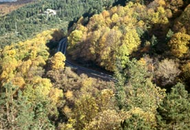 Veduta sulla pineta e sulla strada Statale