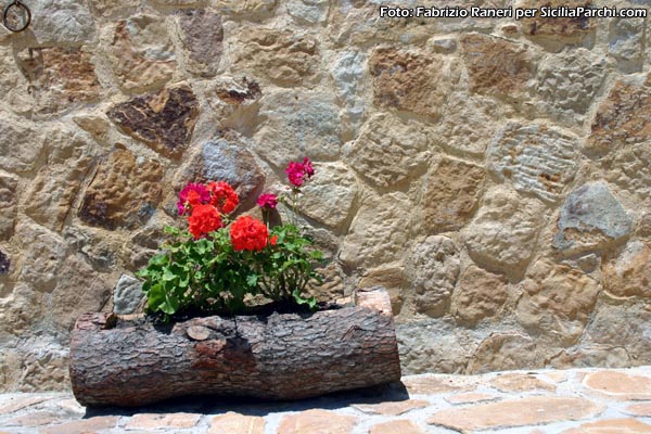 Altesina (EN) - Piantina di geranio
[click per ingrandire l'immagine]