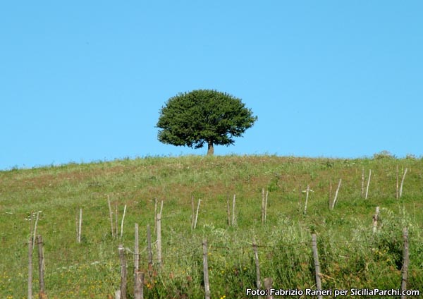 Ambiente, vera sfida del PSR
[click per ingrandire l'immagine]