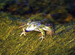 Raganella comune (hyla arborea)