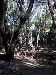 Vegetazione alle sorgenti del fiume