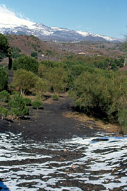 Vegetazione tipica alle pendici dell'Etna