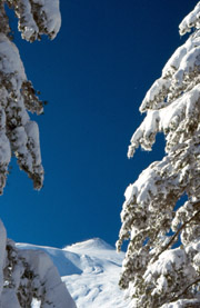 Il cratere centrale dell'Etna innevato visto tra 2 abeti