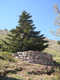 Un Abies tipico delle Madonie con lunetta