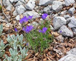 Campanula graminifolia