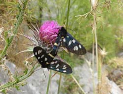 Le farfalle compongono il microcosmo del Parco che conta oltre 90 specie