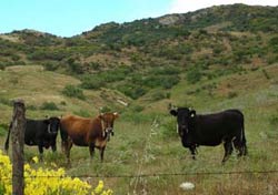 Un allevamento di bovini nel Parco delle Madonie