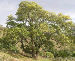 Un frassino del Parco delle Madonie