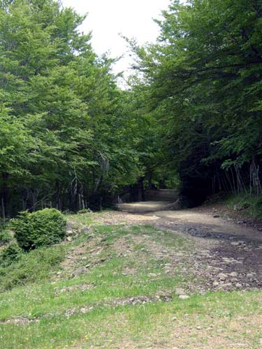 Bosco di alberi di Cerro
[click per ingrandire l'immagine]