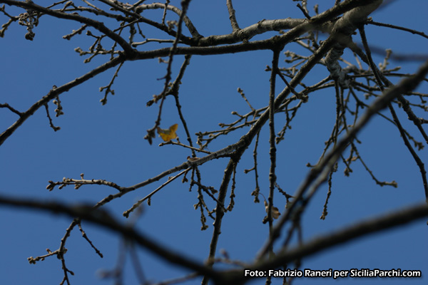 Vegetazione 
[click per ingrandire l'immagine]