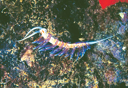 Nudibranco (Cratene peregrina)