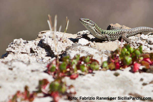 Una lucertola al primo sole di primavera [click per ingrandire l'immagine]