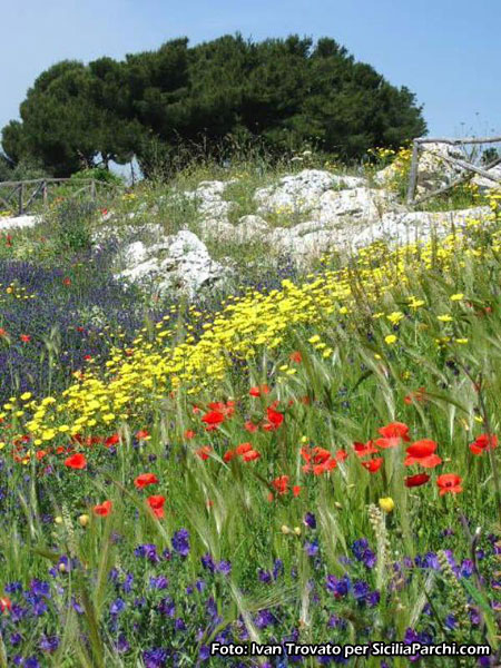 Campo fiorito [click per ingrandire l'immagine]