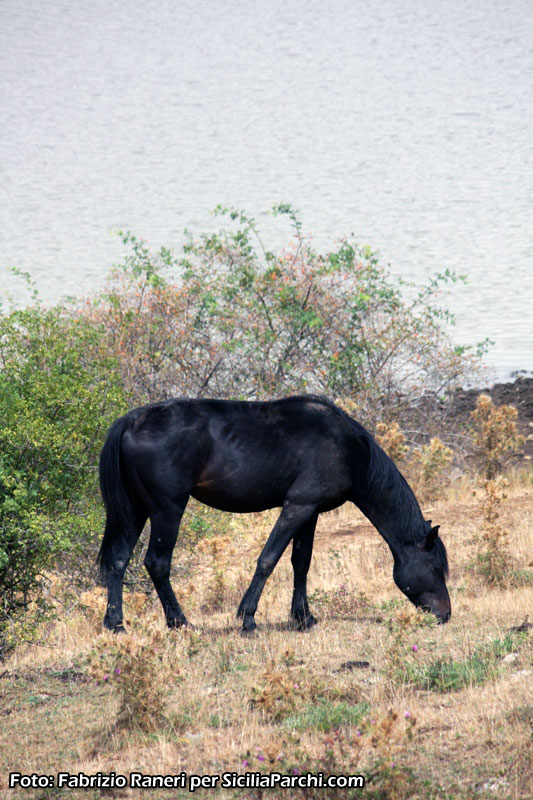 Cavallo al pascolo [click per ingrandire l'immagine]