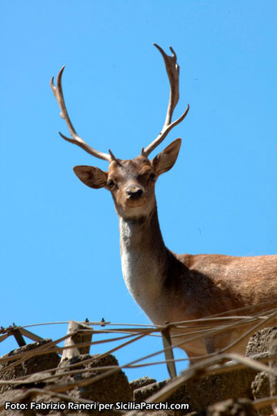 Un daino nel Centro di Recupero Fauna Selvatica di Dinnammare [click per ingrandire l'immagine]