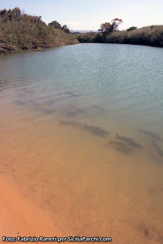 Foce del fiume Irminio con alcune carpe [click per ingrandire l'immagine]