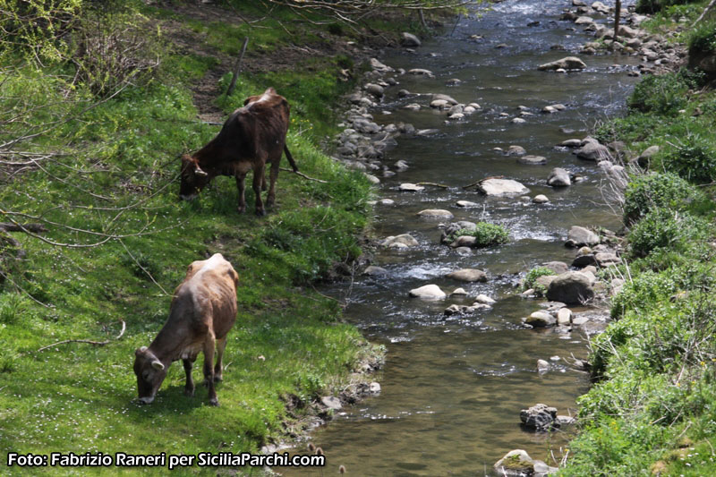 Mucche al pascolo sulle rive dell'Alcantara [click per ingrandire l'immagine]