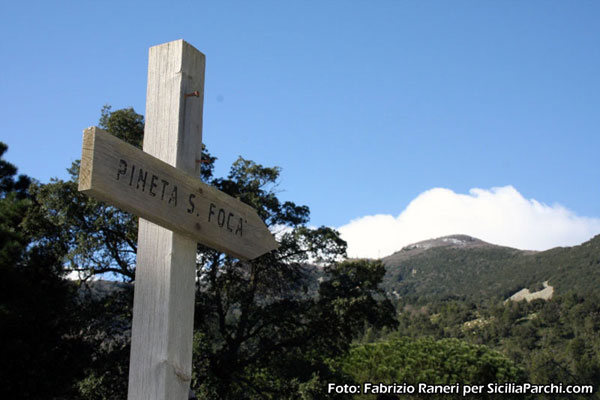 Pineta S. Foca nel Parco delle Madonie [click per ingrandire l'immagine]