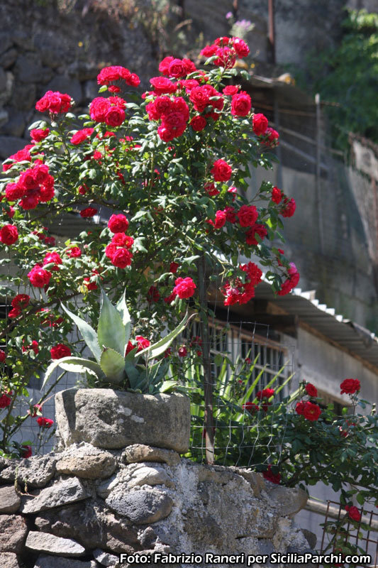 Rose rosse [click per ingrandire l'immagine]