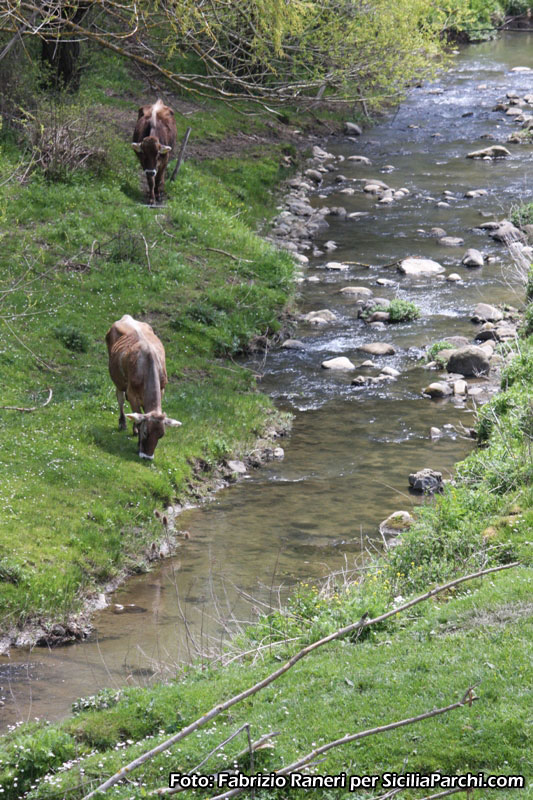 Fiume Alcantara [click per ingrandire l'immagine]