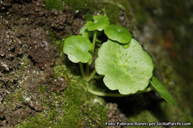 Vegetazione in una grotta di scorrimento lavico sull'Etna [click per ingrandire l'immagine]