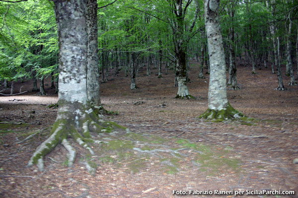 Nebrodi, faggeta sul monte Soro [click per ingrandire l'immagine]