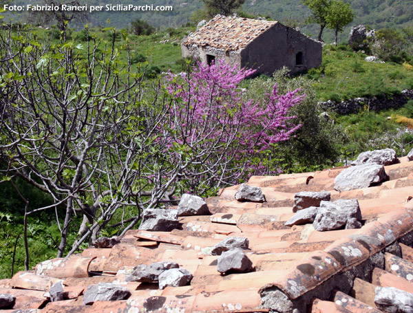 Paesaggio rurale tipico nelle Riserve Siciliane
[click per ingrandire l'immagine]