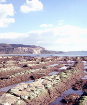 Foto: Torre Salsa, spiaggia da salvare