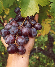 Foto: Vino, estiparzioni solo se ecocompatibili